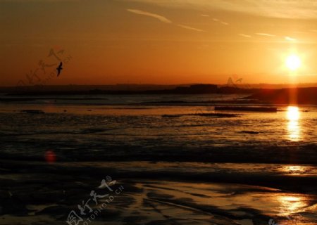 夕阳海鸟图片