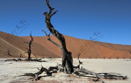 沙漠枯树图片