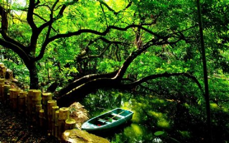 绿荫树下孤舟飘零图片