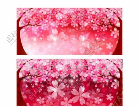 樱花樱树图片