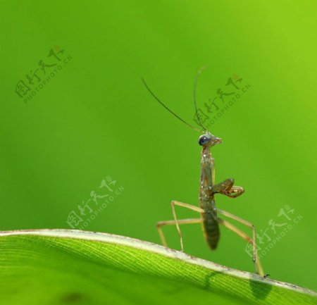 生趣螳螂绿色图片