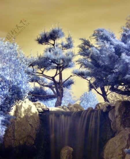 树与瀑布图片