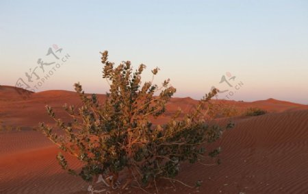 沙漠生命图片