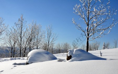 雪地小树图片