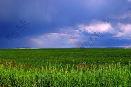 雨后草原图片