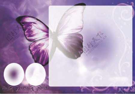 紫色蝴蝶底色背景图片