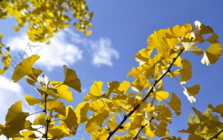 秋天蓝天白云下的金黄色银杏树叶图片