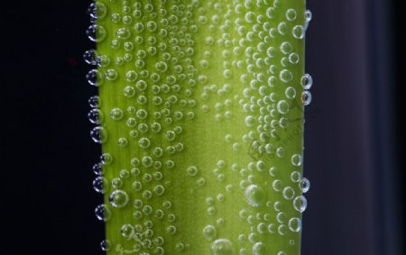 水珠和绿叶图片