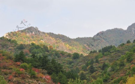山坡秋景图片