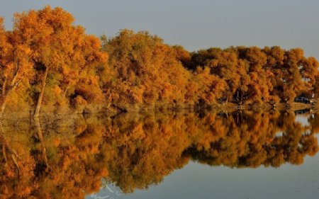 秋天湖边胡杨林图片