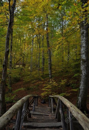 通往林中的木桥图片