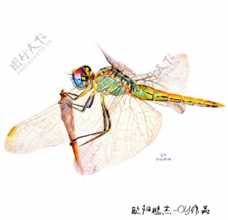 圆珠笔绘画蜻蜓图片