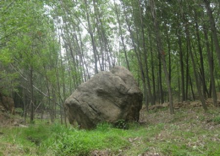 林中巨石图片