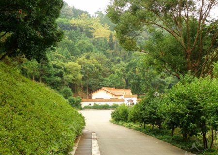 仙湖植物园图片