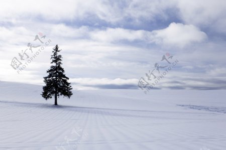 雪原上的圣诞树图片