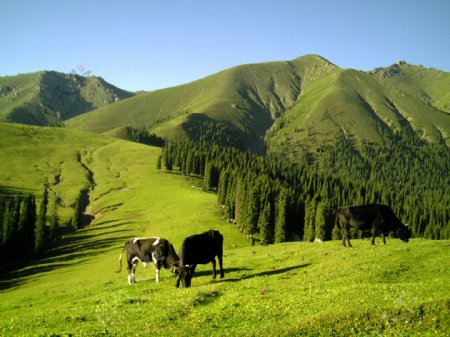 新疆草场风光图片