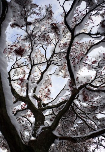 樱花树上的白雪图片