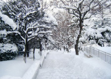 公园雪景图片