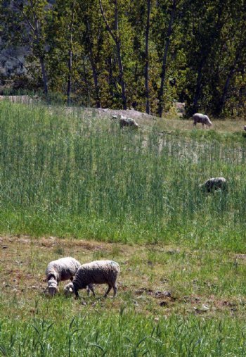 草场羊群图片