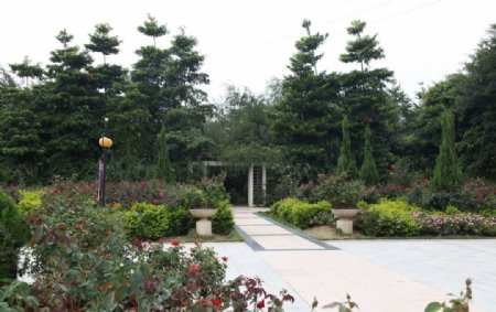 广州玫瑰园景图片