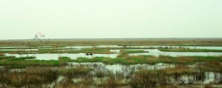 黄河口湿地照片图片