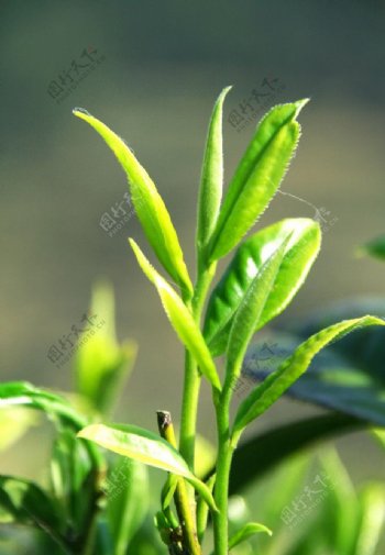 普洱茶乡无量山乔木茶树芽图片