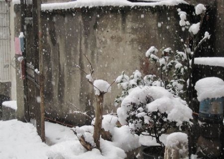 落雪小院图片