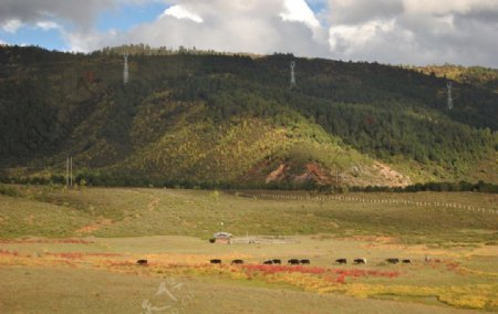 高原牧场图片
