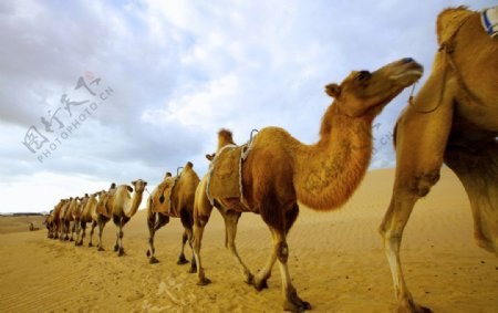金色的沙漠和骆驼队图片