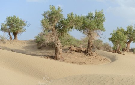 塔克拉玛干大沙漠中的树木摄影图图片
