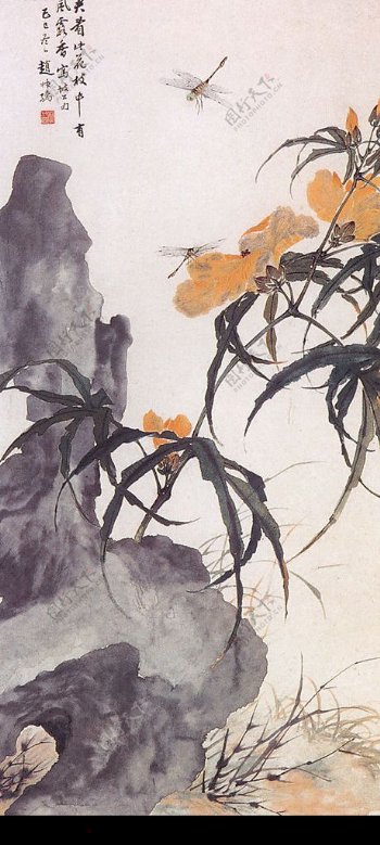 秋葵蜻蜓图图片