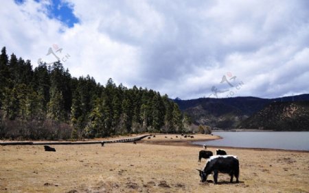 普达措森林公园湖边牦牛图片