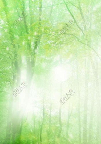 晨雾中的树林图片