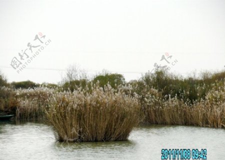 湿地公园芦苇丛非高清图片