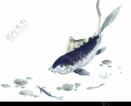 中国画鱼10图片
