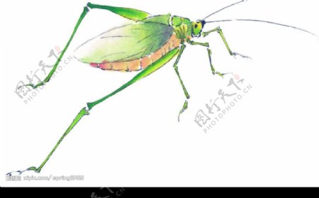水墨风格的昆虫图片