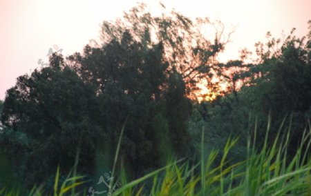 草木阳光图片