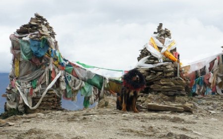 藏獒西藏图片