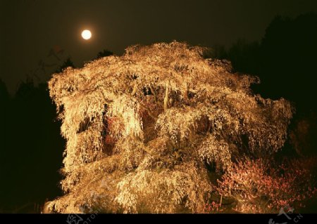 四季花木图片