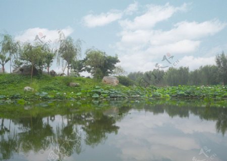 台儿庄运河红荷湿地图片