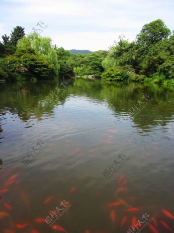 西湖花港红鱼图片