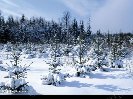 冬雪雪景北国之冬图片