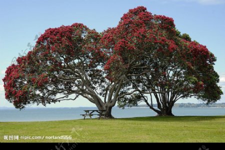海边Pohutukawa树景图片