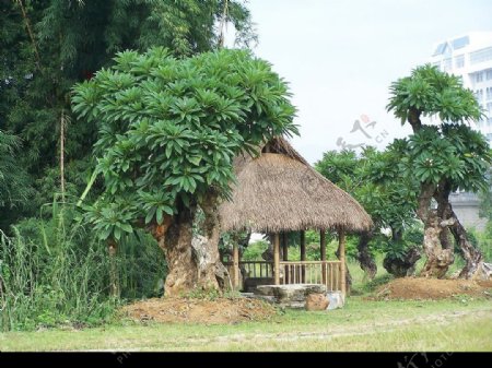 勐巴娜西珍之小屋图片
