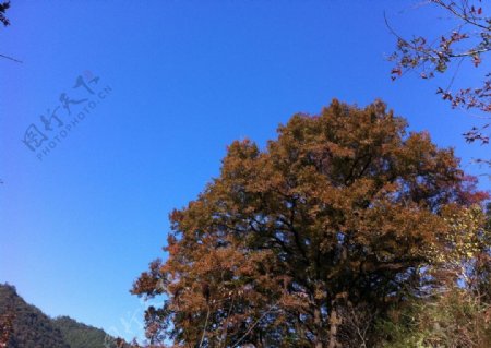 秋天一棵树图片