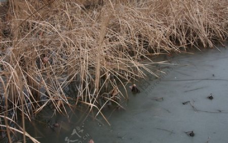 冬天秦湖湿地图片