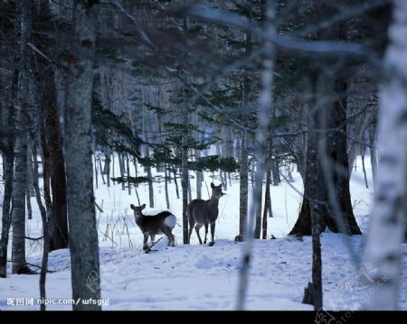 白色冬景冬天的树林鹿图片