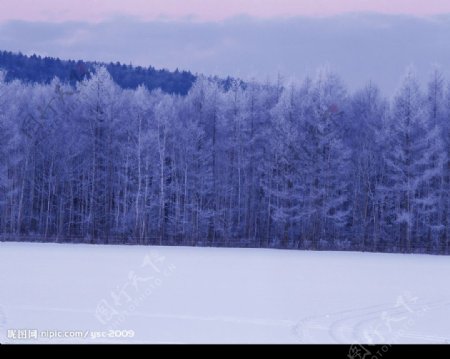 白色冬景远处的白色树林远山图片