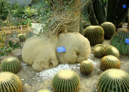 热带植物仙人球图片