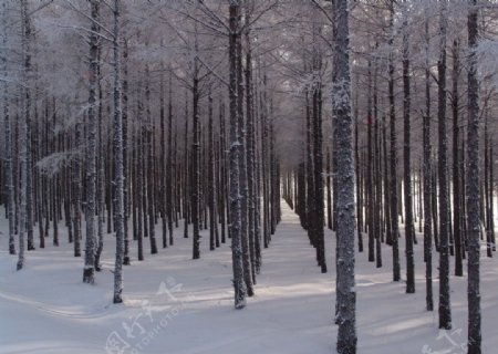 大兴安岭之冬图片